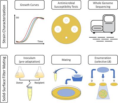 Temperature and Nutrient Limitations Decrease Transfer of Conjugative IncP-1 Plasmid pKJK5 to Wild Escherichia coli Strains